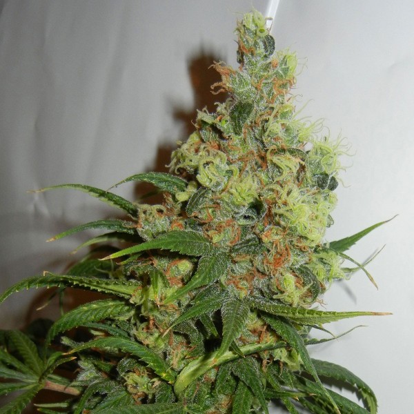Насіння коноплі Kannabia NeiL Haze Regular