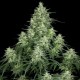 Семена марихуаны Atomical Haze fem. Paradise Seeds