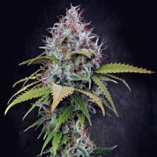 Atomical Haze feminised (Paradise Seeds)