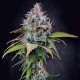 Семена марихуаны Atomical Haze fem. Paradise Seeds
