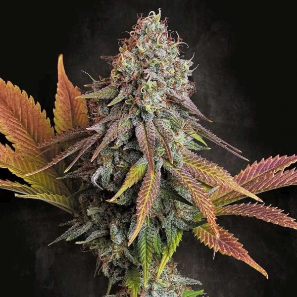 Семена марихуаны Californian Gold fem. Paradise Seeds