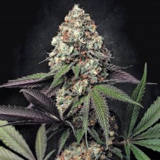 Caramba feminised (Paradise Seeds)