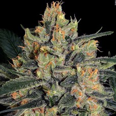 Durga Mata II CBD feminised (Paradise Seeds)