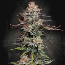 Durga Mata feminised (Paradise Seeds)