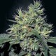 Семена марихуаны Dutch Dragon fem. Paradise Seeds