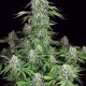 Семена марихуаны Dutch Dragon fem. Paradise Seeds