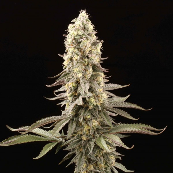 Семена марихуаны El Dorado OG fem. Paradise Seeds