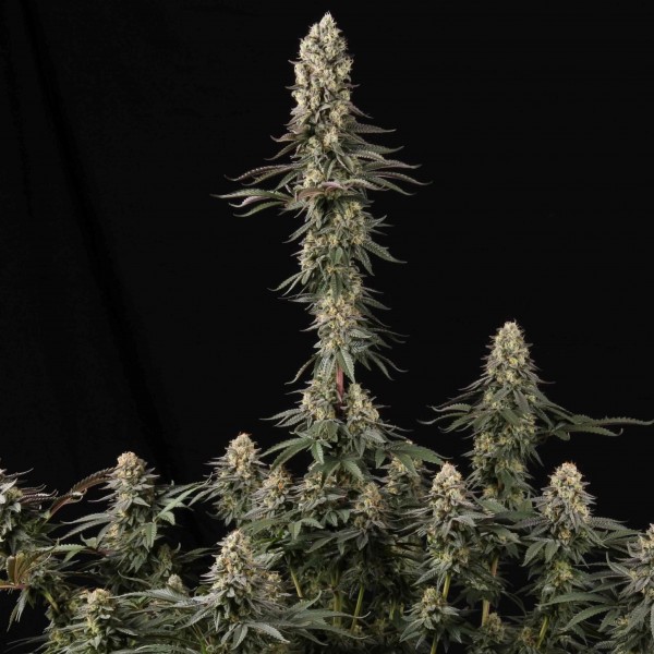 Семена марихуаны El Dorado OG fem. Paradise Seeds