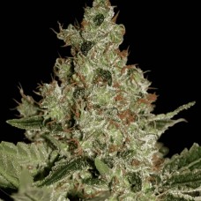 Acid feminised (Paradise Seeds)