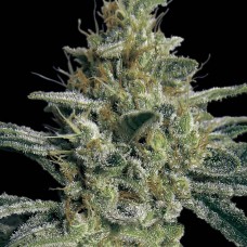 Allkush feminised (Paradise Seeds)