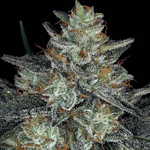 Семена марихуаны Dutch Kush fem. Paradise Seeds