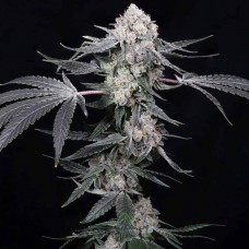 High Society feminised (Paradise Seeds)