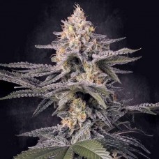 Glowstarz feminised (Paradise Seeds)