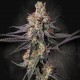 Насіння марихуани Gulupa fem. Paradise Seeds