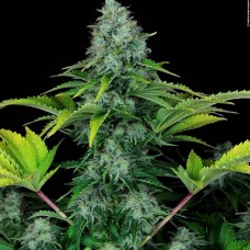 Ice Cream feminised (Paradise Seeds)