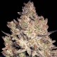 Семена марихуаны Jacky White fem. Paradise Seeds