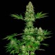 Семена марихуаны Jacky White fem. Paradise Seeds