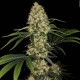 Семена марихуаны L.A. Amnesia fem. Paradise Seeds