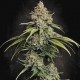 Семена марихуаны L.A. Amnesia fem. Paradise Seeds