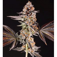 La Bomba feminised (Paradise Seeds)