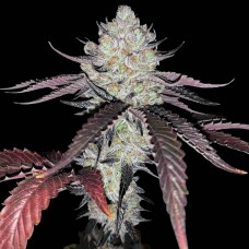 Marshmallow OG feminised (Paradise Seeds)