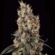 Насіння марихуани Mendocino Skunk fem. Paradise Seeds