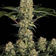 Mendocino Skunk feminised (Paradise Seeds)