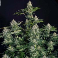 Opium feminised (Paradise Seeds)