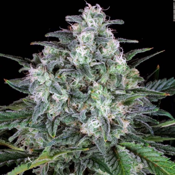 Насіння марихуани Original White Widow (IBL) fem. Paradise Seeds