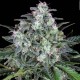 Насіння марихуани Original White Widow (IBL) fem. Paradise Seeds