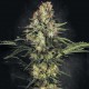 Насіння марихуани Original White Widow (IBL) fem. Paradise Seeds