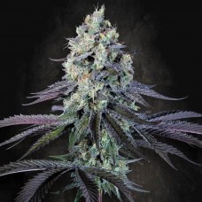 Purple Mints feminised (Paradise Seeds)