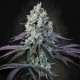 Насіння марихуани Purple Mints fem. Paradise Seeds