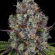 Насіння марихуани Rainbow Road fem. Paradise Seeds