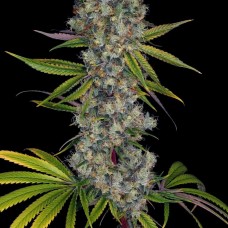 Rainbow Road feminised (Paradise Seeds)