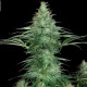 Семена марихуаны Sensi Star fem. Paradise Seeds