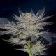 Насіння марихуани Slipstream fem. Paradise Seeds