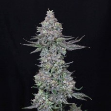 Slipstream feminised (Paradise Seeds)