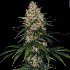 Space Cookies feminised (Paradise Seeds)