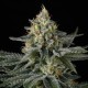 Семена марихуаны Sunset Paradise fem. Paradise Seeds