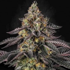 Sunset Paradise feminised (Paradise Seeds)