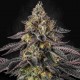 Семена марихуаны Sunset Paradise fem. Paradise Seeds
