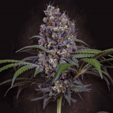 Sweetopia feminised (Paradise Seeds)