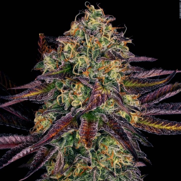 Семена марихуаны Tangerine Sorbet fem. Paradise Seeds