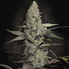 Wappa feminised (Paradise Seeds)