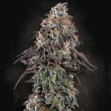 White Noise feminised (Paradise Seeds)