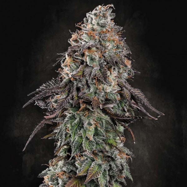 Насіння марихуани White Noise fem. Paradise Seeds