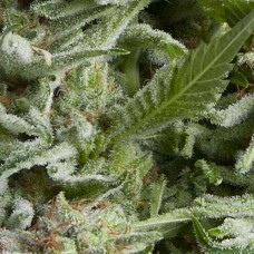 Alpujarrena auto feminised (Pyramid Seeds)