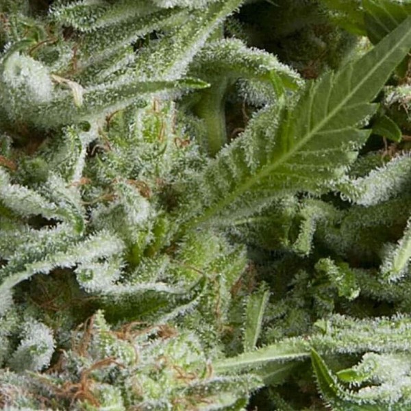 Насіння марихуани Alpujarrena autofem. Pyramid Seeds