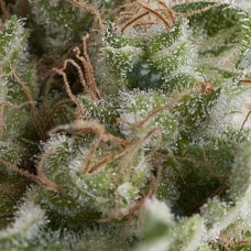 American Pie auto feminised (Pyramid Seeds)